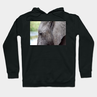 Portrait, African Elephant, Serengeti National Park, Tanzania. Hoodie